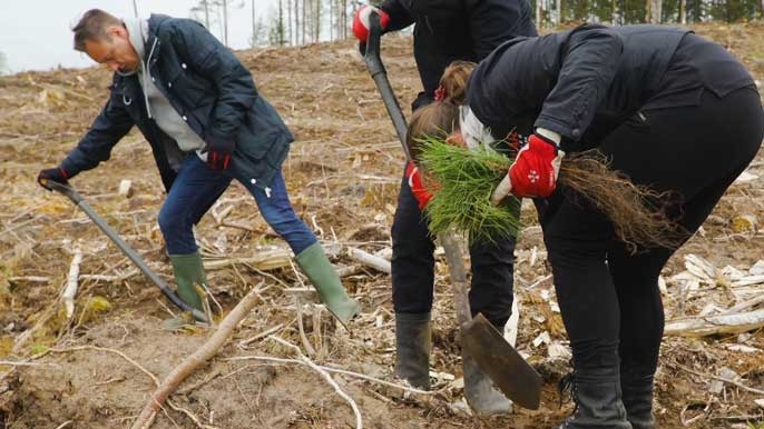Klari töötajad istutavad puid FSC-sertifikaadiga metsades